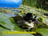 /home//u458753944/public_html/sourcegallery//Frogs/More bullfrogs/P8180212.JPG